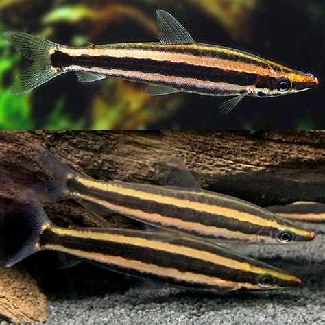 pencil fish|Pencil Fish Characteristics and How to Keep Them .